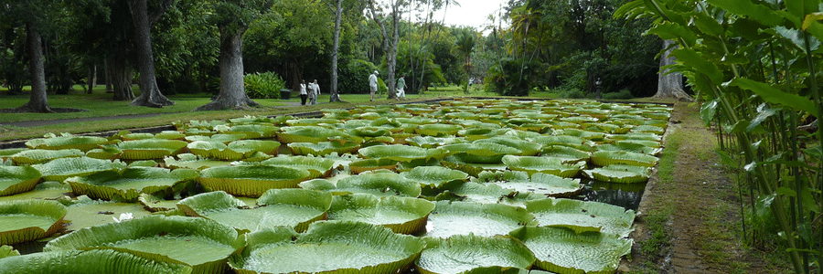 Le Jardin botanique « pamplemousses » à l’ile maurice