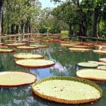 jardin_pamplemousse_1