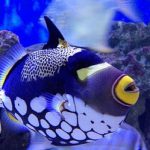 Aquarium près de la pointe aux piments (ile maurice)