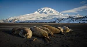 Les phoques en voie d'exctinction sur les îles Heard and MacDonalds