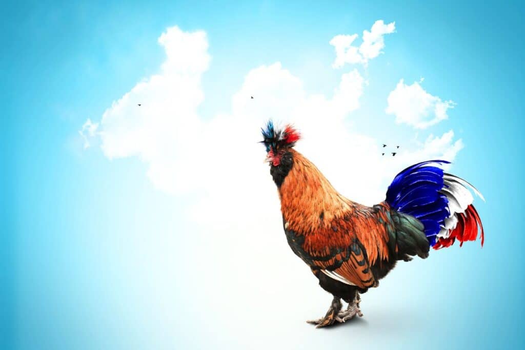 Quelle est l’origine du coq, emblème de la France ? Un symbole national décodé